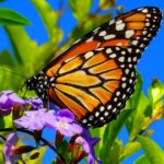 butterflies and jungle