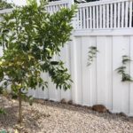 Lemon-Lime-Orange Tree_