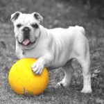 dog playing with ball
