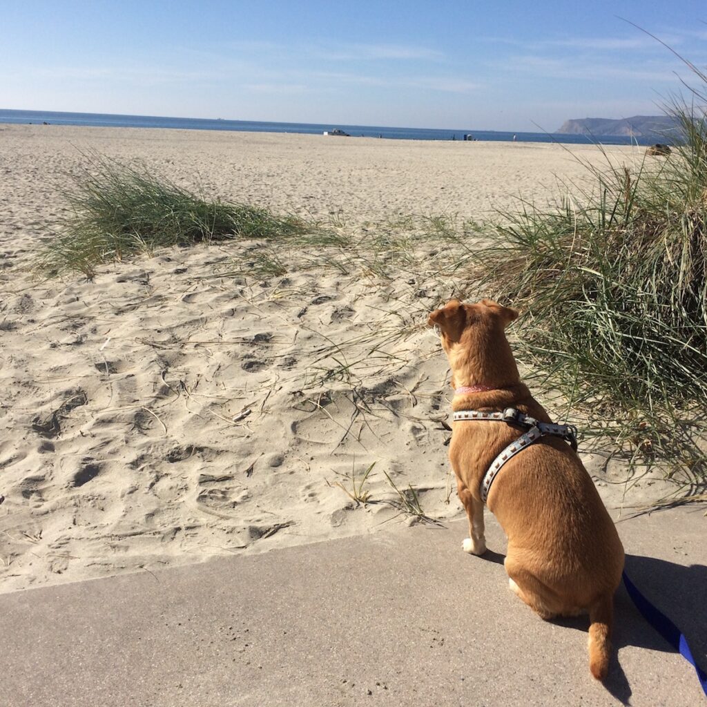 Dog at the Coronado Beaches
