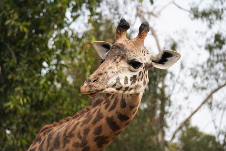 giraffe at the san diego zoo