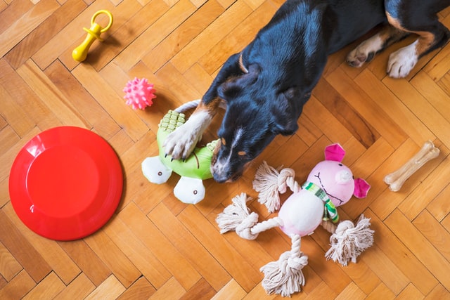 A black, brown, and white dog playing with toys.