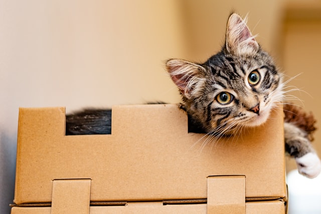 A brown and white kitten in a small cardboard box looking straight at the camera.
