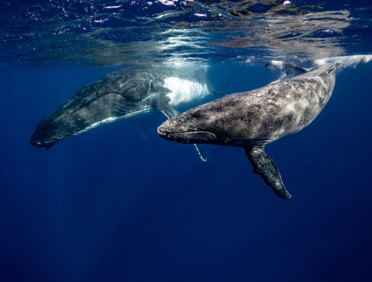 Two whales playing