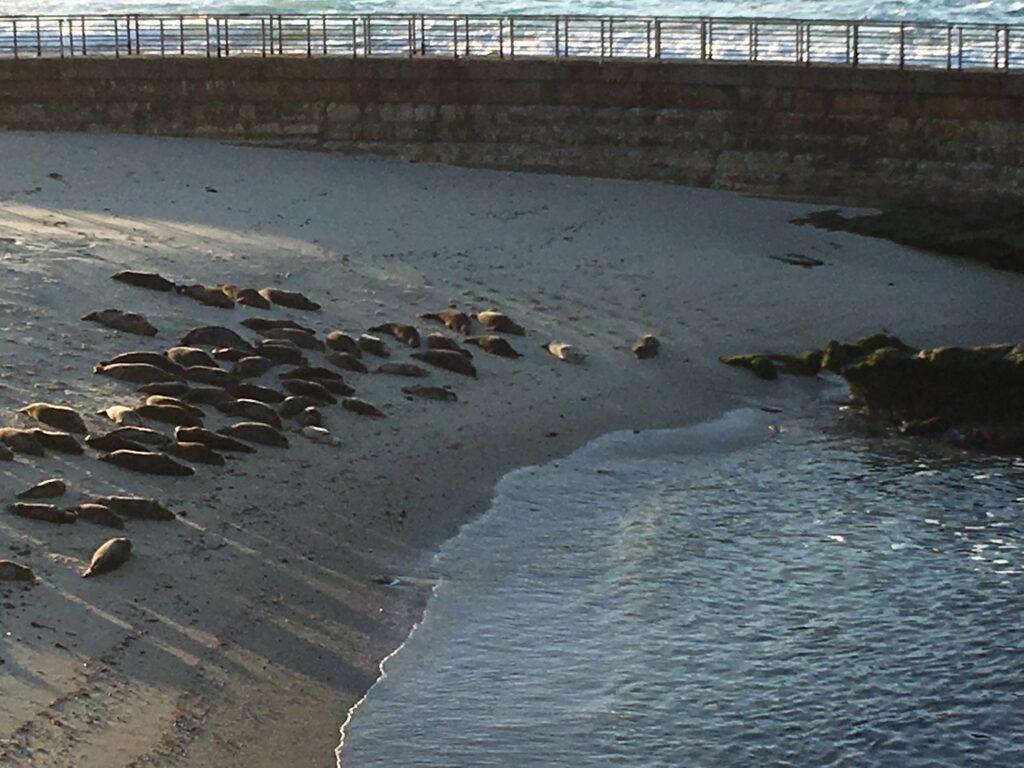 Seals laying on the shore of La Jolla Cove